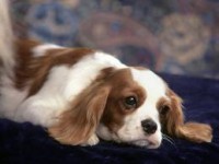 /album/galleria-foto-cavalier-king-charles-spaniel/download-7-jpg/